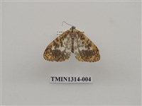 藏品(撒旦豹紋尺蛾)的圖片